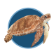 stbts_seaturtles